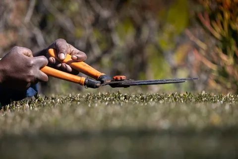 Gardener trimming a hedge with orange-handled shears